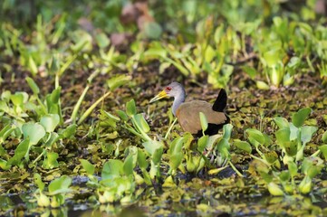 Grey-necked Wood-Rail (Aramides cajaneus) between Water Hyacinth (Eichhornia crassipes), Pantanal, Mato Grosso, Brazil, South America