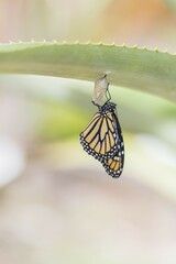 Freshly hatched monarch butterfly (Danaus plexippus), Tenerife, Canary Islands, Spain, Europe