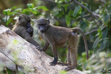 Anubis or olive baboon (Papio anubis), juveniles on tree trunk, Lake Manyara National Park, Tanzania, Africa