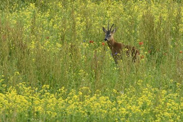 European roe deerbuck (Capreolus capreolus), standing in a meadow, Lower Rhine, North Rhine-Westphalia