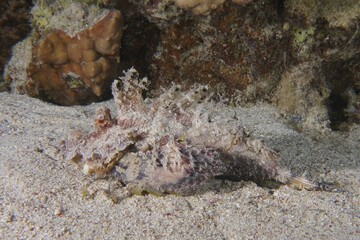 Red Sea Walkman (Inimicus filamentosus), Dive Site House Reef, Mangrove Bay, El Quesir, Red Sea, Egypt, Africa