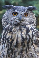 Eurasian eagle-owl (Bubo bubo), portrait, Emsland, Lower Saxony, Germany, Europe