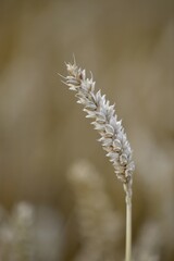 Single ear of wheat (Triticum), wheat field, Baden-Württemberg, Germany, Europe