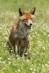 Red Fox (Vulpes vulpes) sitting in flower meadow, Monti Sibillini National Park, Umbria, Italy, Europe