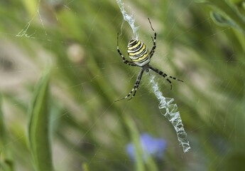 Female Wasp spider (Argiope bruennichi) in her spiderweb, Hesse, Germany, Europe