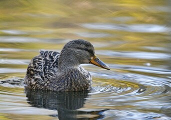 Mallard (Anas platyrhynchos), female swimming in water, Baden-Württemberg, Germany, Europe