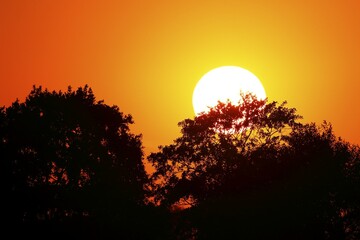 Sun behind trees, sunset, nature reserve Oberalsterniederung, Schleswig-Holstein, Germany, Europe