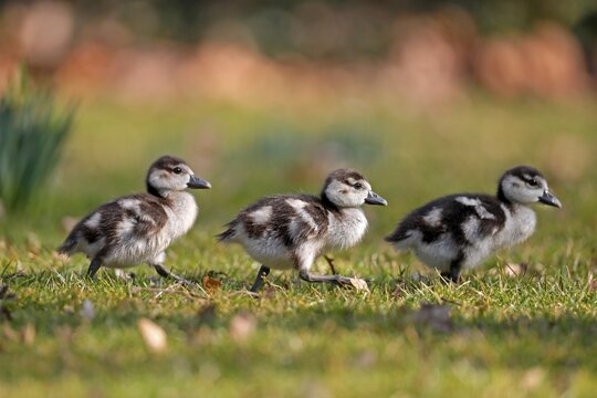 Egyptian geese (Alopochen aegyptiacus), three chicks running in a meadow, captive, Germany, Europe