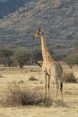 Giraffe (Giraffa camelopardalis), Okapuka Ranch, District Windhoek, Namibia, Africa