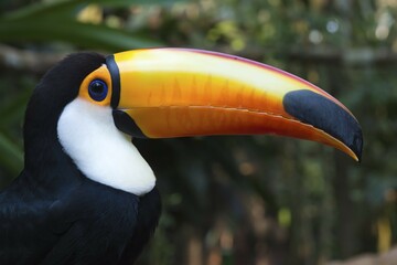Toco Toucan (Ramphastos toco), portrait, Pantanal, Mato Grosso, Brazil, South America