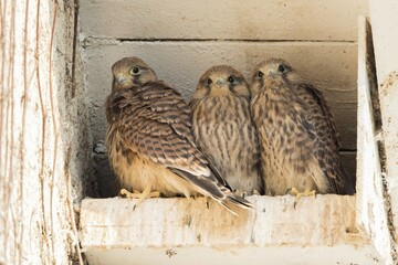 Three young common kestrels (Falco tinnunculus) in nest box, Hesse, Germany, Europe