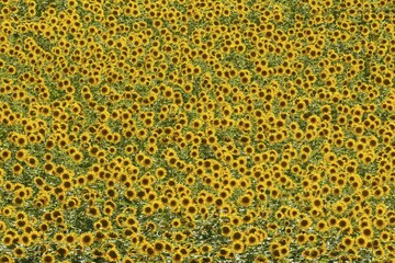 Sunflowers (Helianthus annuus), field, cultivations in the Campiña Cordobesa, Cordoba province, Andalusia, Spain, Europe