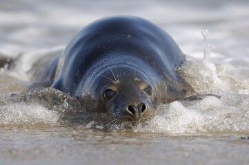 Grey seal (Halichoerus grypus) in water, Heligoland, Schleswig-Holstein, Germany, Europe © Richard Dorn/imageBROKER