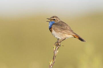 Obraz premium Bluethroat (Luscinia svecica), singing, sitting on branch, Texel, province of North Holland, The Netherlands, Europe