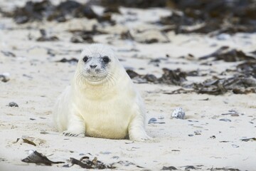 Gray seal (Halichoerus grypus), pup, Heligoland, Schleswig-Holstein, Germany, Europe © Erhard Nerger/imageBROKER