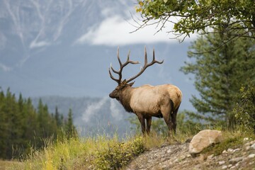 Wapiti, Elk (Cervus canadensis) looks into the distance, Deer, Banff National Park, Canadian Rockies, Alberta Province, Canada, North America