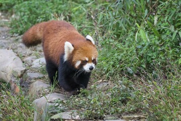 Red Panda (Ailurus fulgens), Sichuan Province, China, Asia
