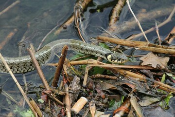 Grass snake (Natrix natrix) in the water, Lake Balaton, Hungary, Europe