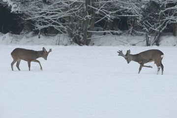 Roe Deer (Capreolus capreolus) with velvet antlers, confronting each other to dispute territory in...