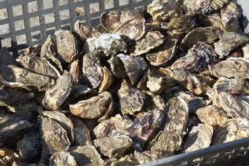 Fresh Marenne oysters, world famous Marenne oyster farming operation, Marennes, Charente-Maritime, France, Europe