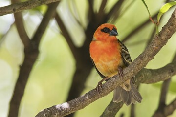 Red fody (Foudia madagascariensis), Praslin, Seychelles, Africa