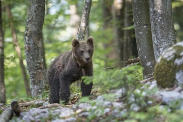 Brown bear (Ursus arctos), young animal in the forest, Notranjska, Slovenia, Europe