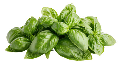 Fototapeta premium Fresh green basil leaves for culinary use