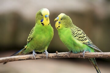 Budgerigars (Melopsittacus undulatus) sitting on branch, captive