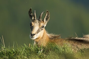 Alpine chamois (Rupicapra rupicapra) sitting in mountain meadow, Vosges, France, Europe