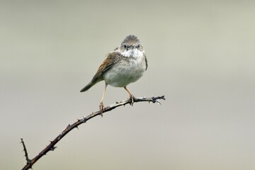 Fototapeta premium Common whitethroat (Sylvia communis) perched on a twig, Texel, West Frisian Islands, North Holland, The Netherlands, Europe