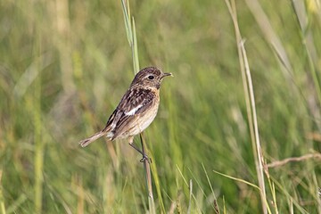 African stonechat (Saxicola rubicola), female in field scenery, Burgenland, Austria, Europe