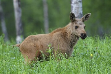 Elk (Alces alces), calf in tall grass, Lapland, Norway, Europe