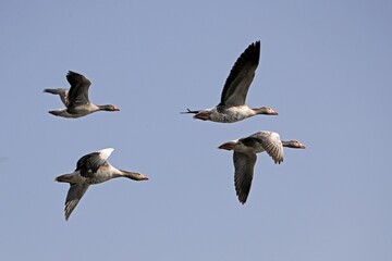 Fototapeta premium Greylag geese (Anser anser) flying, Germany, Europe