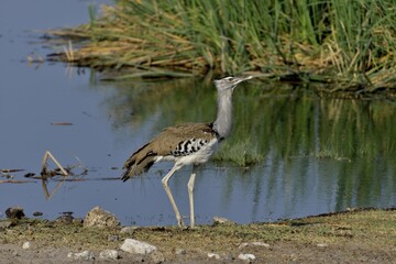 Kori bustard (Ardeotis kori) at the waterhole Chudop, Etosha National Park, Namibia, Africa