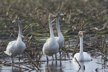 Whooper swans (Cygnus cygnus) on harvested cornfield, Emsland, Lower Saxony, Germany, Europe