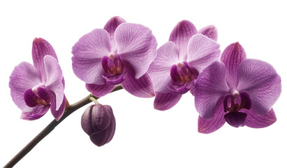 Beautiful purple orchid flowers on transparent background