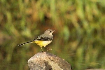 Grey wagtail (Motacilla cinerea) on stone, Hesse, Germany, Europe