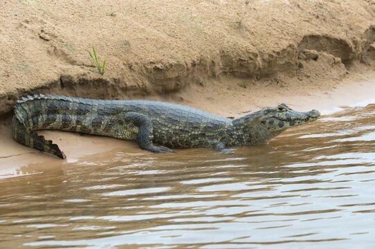 Yacare Caiman (Caiman yacare) resting on a riverbank, Cuiaba river, Pantanal, Brazil, South America