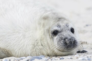 Gray seal (Halichoerus grypus), pup, Heligoland, Schleswig-Holstein, Germany, Europe © Erhard Nerger/imageBROKER