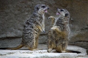 Meerkats (Suricata suricatta), pups fighting, native to Africa, captive