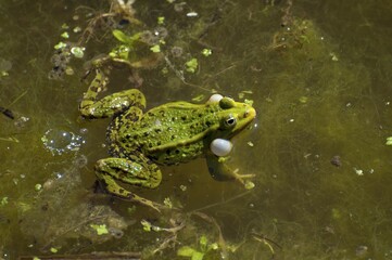 Green frog (Rana esculenta) with inflated vocal sacs in water, Estonia, Europe