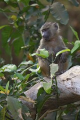 Anubis or olive baboon (Papio anubis), juvenile in tree, Lake Manyara National Park, Tanzania, Africa