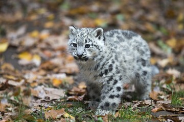 Snow leopard (Uncia uncia) cub, captive
