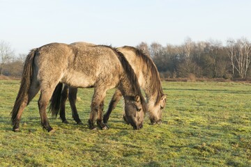 Tarpans (Equus ferus ferus), backcrossing, Wacholderhain Haselünne, Emsland, Lower Saxony, Germany, Europe