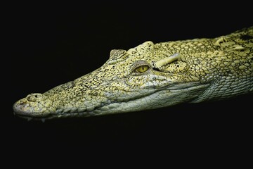 Saltwater crocodile (Crocodylus porosus), animal portrait in water, Albino, captive, Germany, Europe