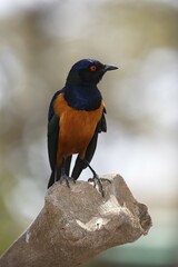 Hildebrandt's starling (Lamprotornis hildebrandti), Serengeti National Park, Tanzania, Africa