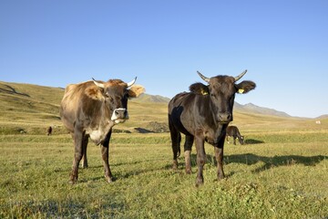 Cows on their summer pasture, West Karakol Valley, Tien Shan Mountains, Naryn region, Kyrgyzstan, Asia