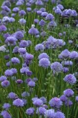 Obraz premium Flowering chives (Allium schoenoprasum), Bavaria, Germany, Europe