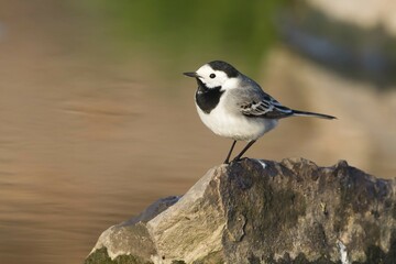 White wagtail (Motacilla alba) standing on stone, Hesse, Germany, Europe