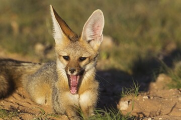 Fototapeta premium Cape Fox (Vulpes chama), at its burrow, yawning, Kalahari Desert, Kgalagadi Transfrontier Park, South Africa, Africa